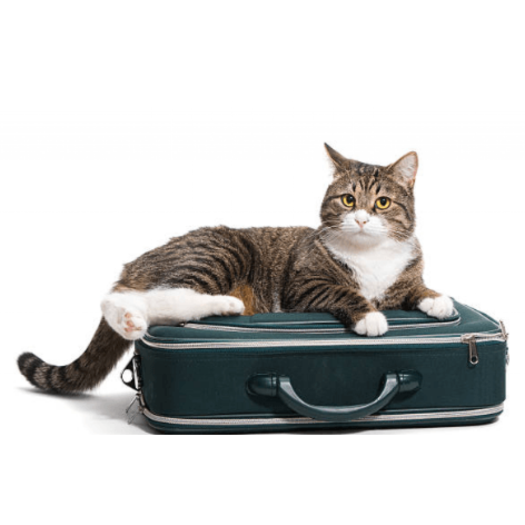 Why do cats like suitcases? It's pretty simple!